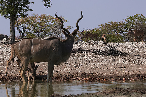 Onguma Private Reserve