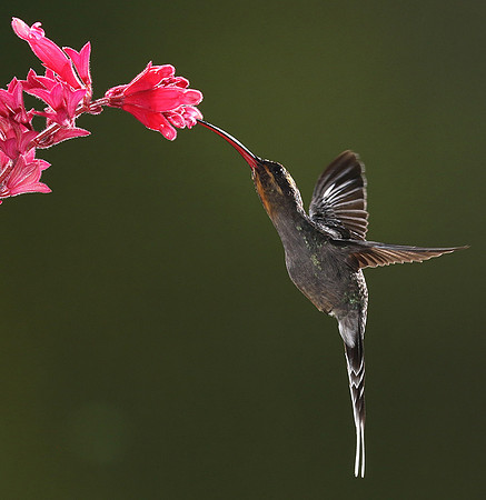 Green hermit