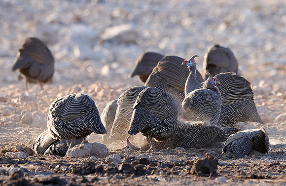 Helmeted guineafowl - Ongava Private Reserve