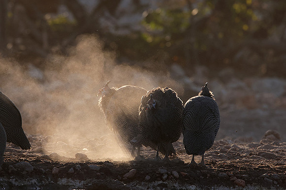 Helmeted guineafowl - Ongava Private Reserve