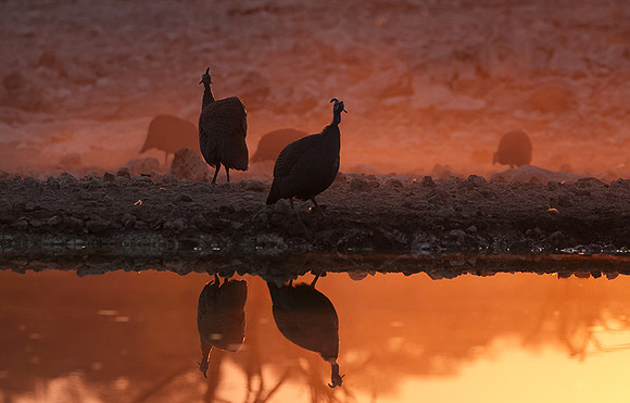 Helmeted guineafowl - Ongava Private Reserve