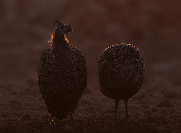 Helmeted guineafowl - Ongava Private Reserve