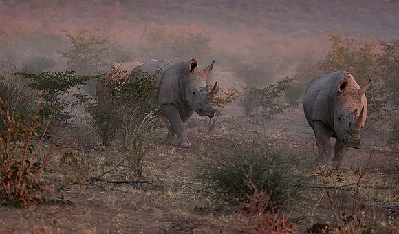 White rhinos  -  Ongava Private Reserve