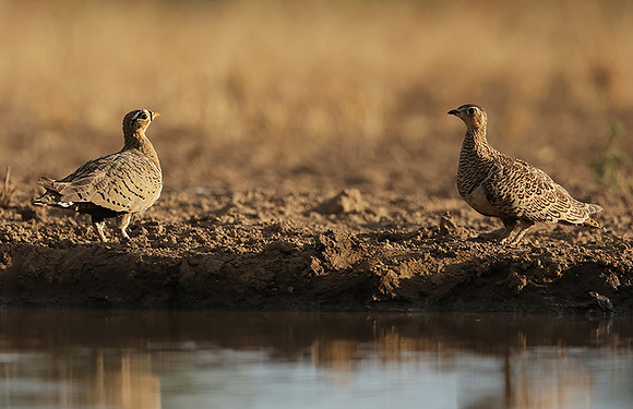 Black-faced sangrouses - Shompole