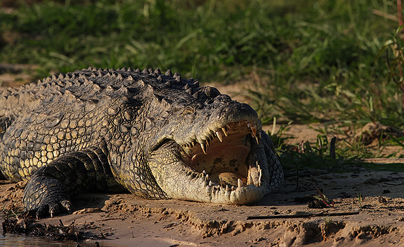 Delta of Okavango