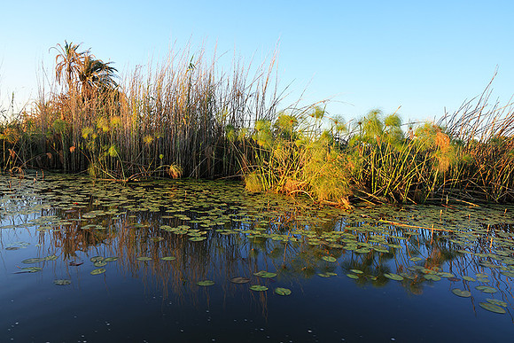 Delta of Okavango