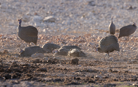 Helmeted guineafowl - Ongava Private Reserve