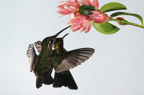 Fiery-throated humming bird & rivoli's hummingbird