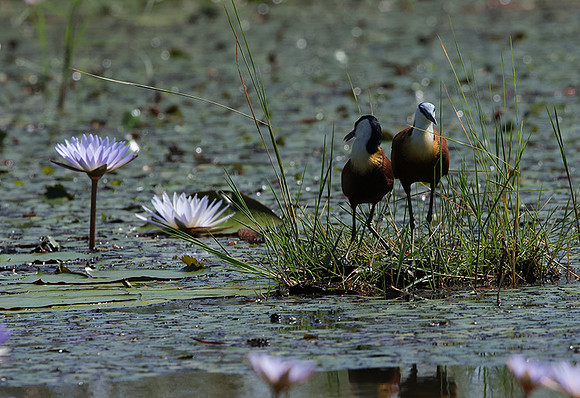 African jacana - Delta Of Okavango