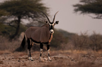 Onguma Private Reserve