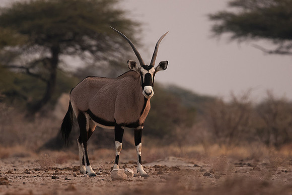 Onguma Private Reserve