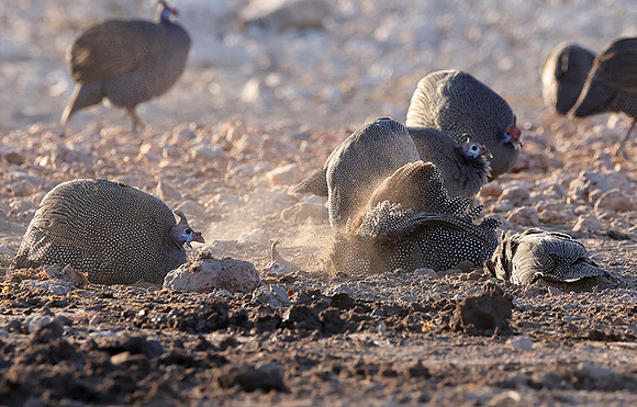 Helmeted guineafowl - Ongava Private Reserve