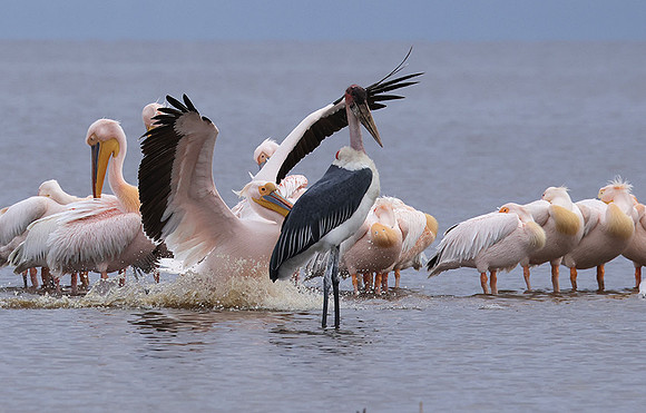 Lake Nakuru