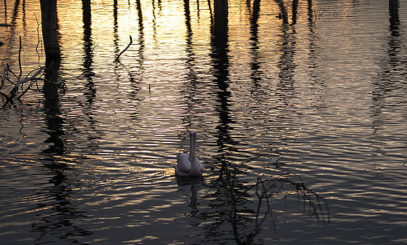 Lake Nakuru