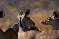 Onguma Private Reserve