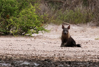 Brown Hyena - Tau Pan