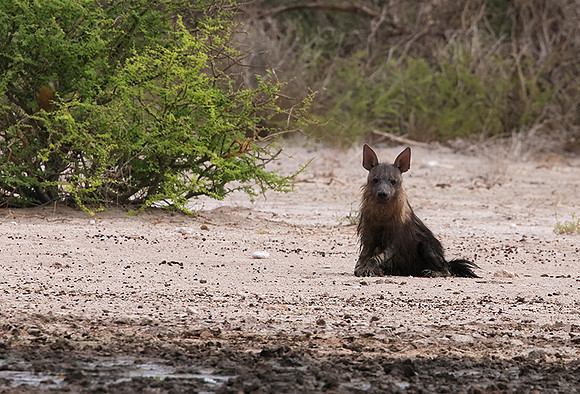 Brown Hyena - Tau Pan