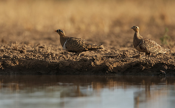 Black-faced sangrouses - Shompole