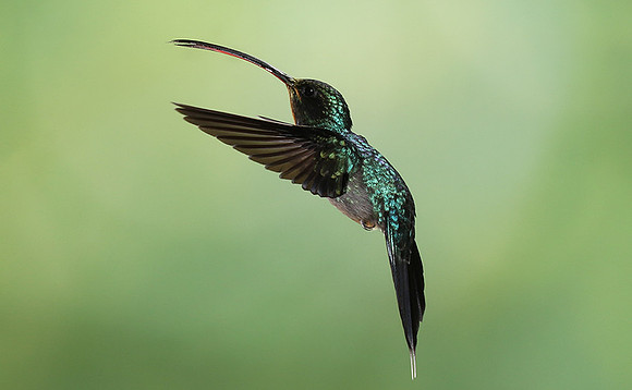 Green hermit
