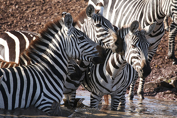 Serengeti - Grumeti Private Reserve