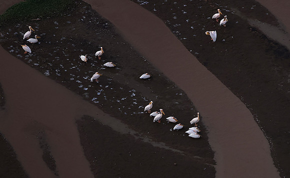 Pelicans from helicopter