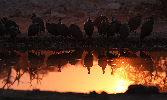 Helmeted guineafowl - Ongava Private Reserve