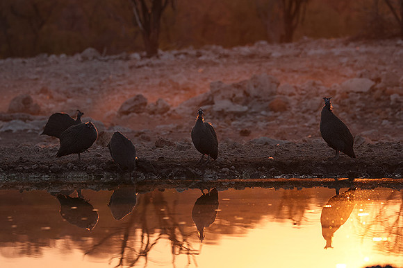 Helmeted guineafowl - Ongava Private Reserve