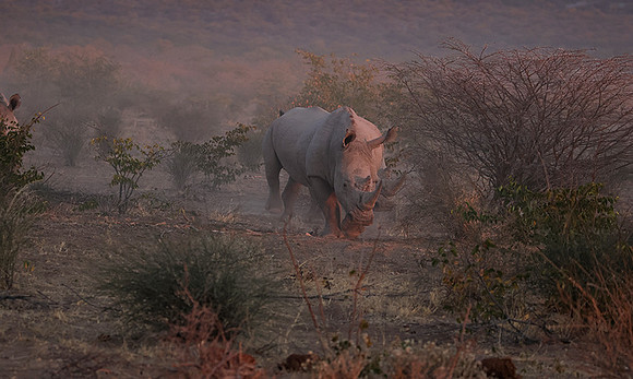 White rhinos  -  Ongava Private Reserve