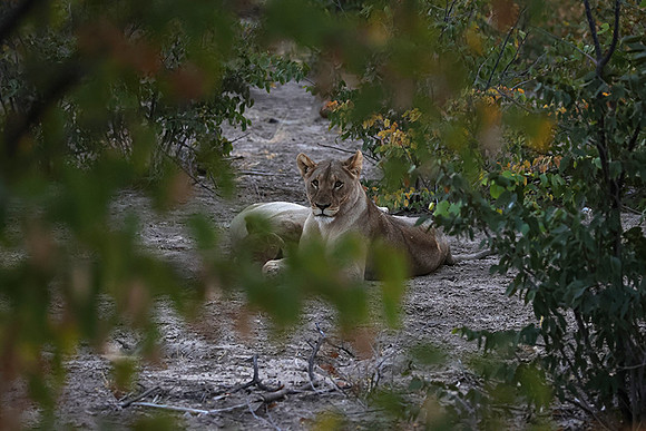 Ongava Private Reserve
