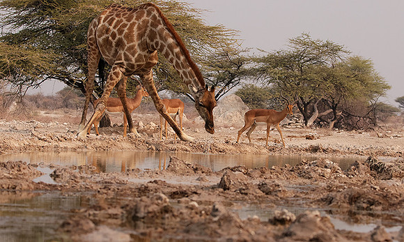 Onguma Private Reserve