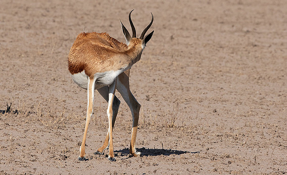 Nxai Pan