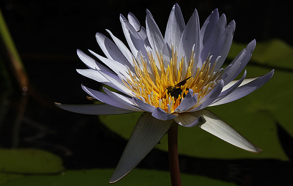 Lotus flowers - Botswana