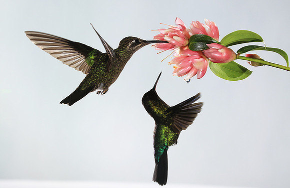 Fiery-throated humming bird & rivoli's hummingbird