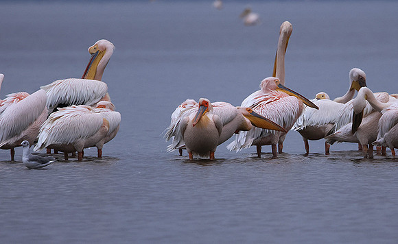 Lake Nakuru