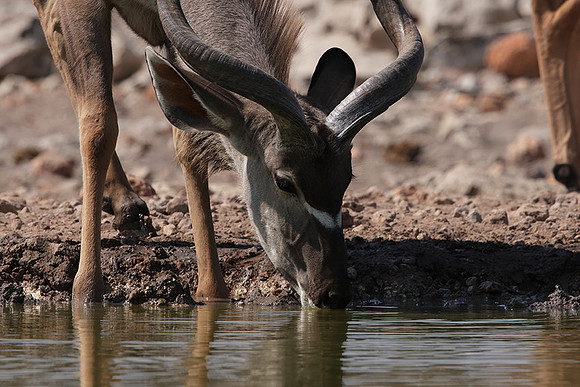 Onguma Private Reserve