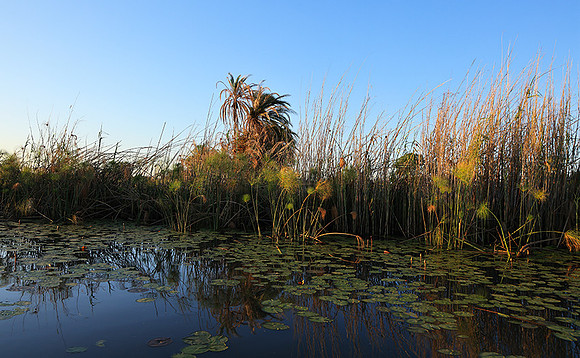 Delta of Okavango