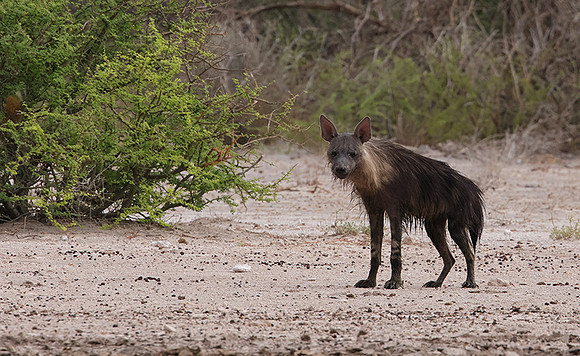 Brown Hyena - Tau Pan