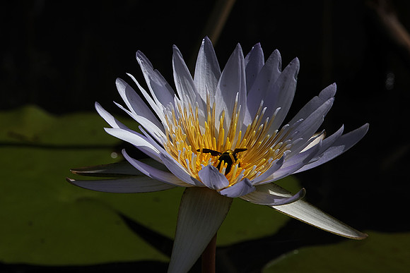 Lotus flowers - Botswana