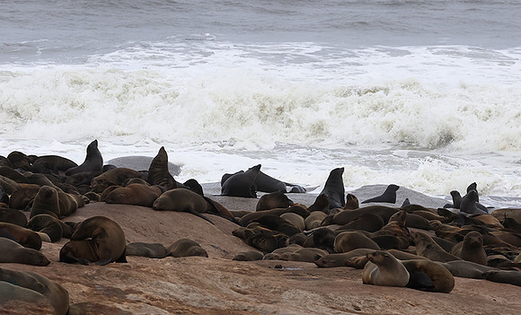 Cape fur seals - Skeleton coast