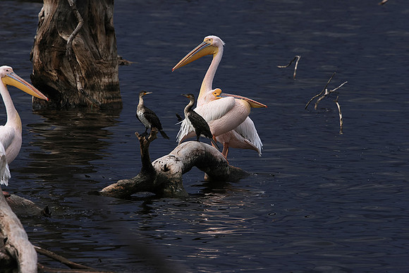 Lake Nakuru