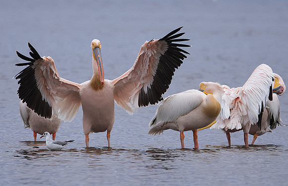 Lake Nakuru