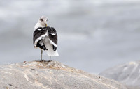 Kelp gull - Skeleton coast