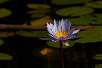 Lotus flowers - Botswana
