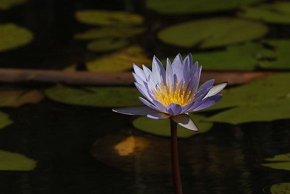Lotus flowers - Botswana