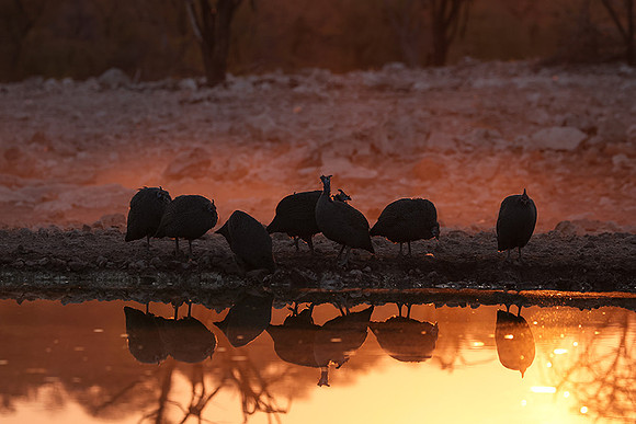 Helmeted guineafowl - Ongava Private Reserve