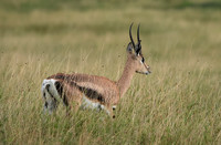 Borana