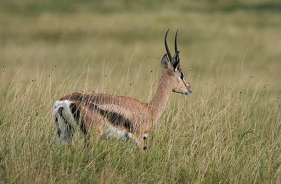 Borana