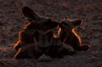 Bat-eared foxes - Nxai Pan