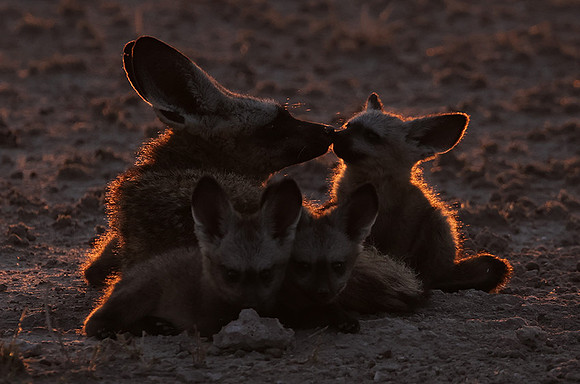 Bat-eared foxes - Nxai Pan