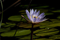 Lotus flowers - Botswana